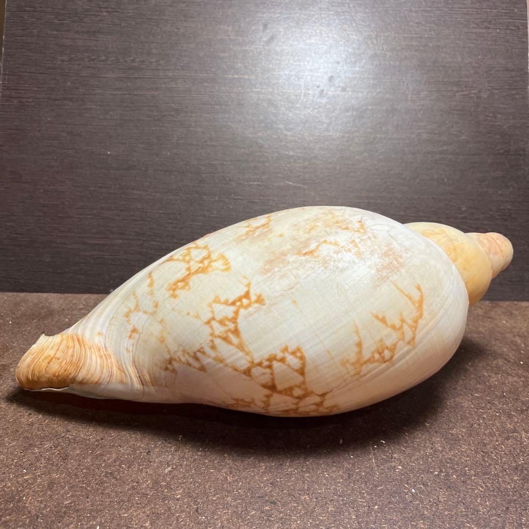 激レア　美品　オーストラリア産　タラチネボラ