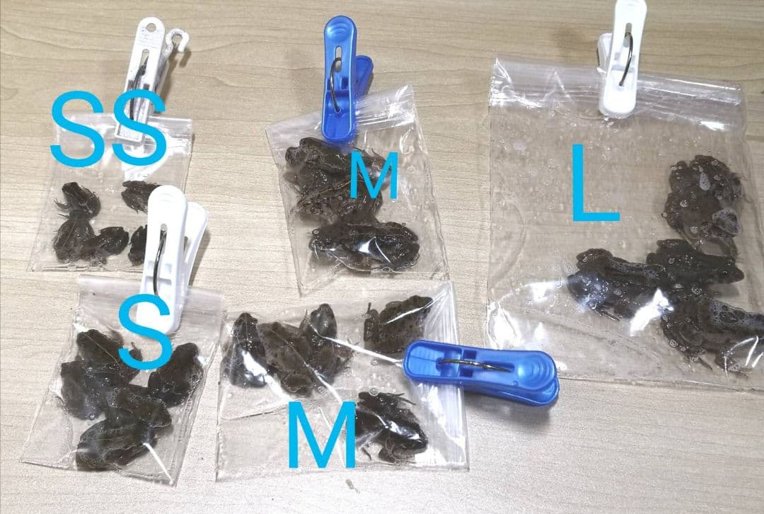 二百匹【冷凍】SS 餌用カエル ヌマガエル エサ用 爬虫類 蛇の餌 ヘビ トカゲ