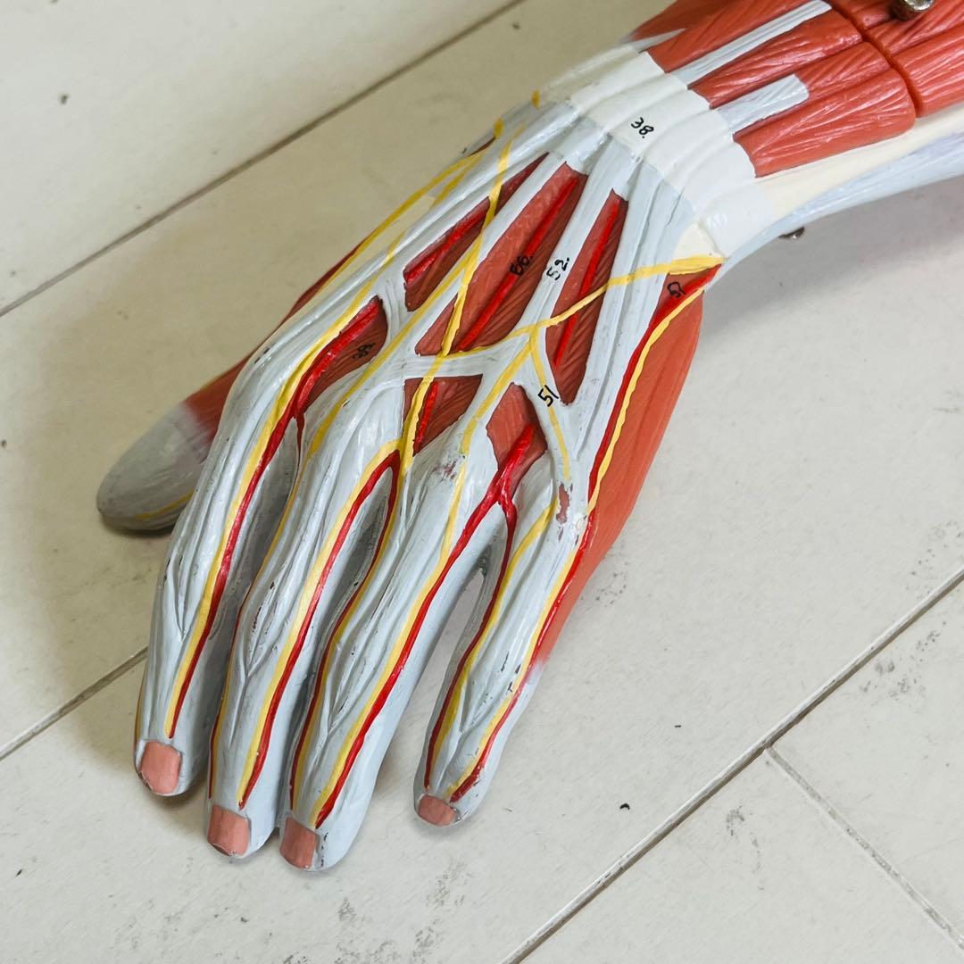 3B Scientific 筋肉上肢模型 左腕 筋肉解剖 6分解モデル