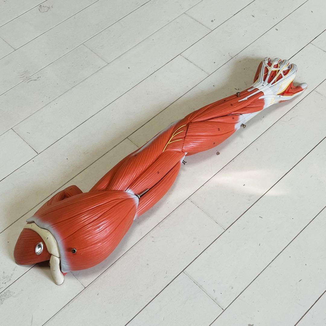 3B Scientific 筋肉上肢模型 左腕 筋肉解剖 6分解モデル