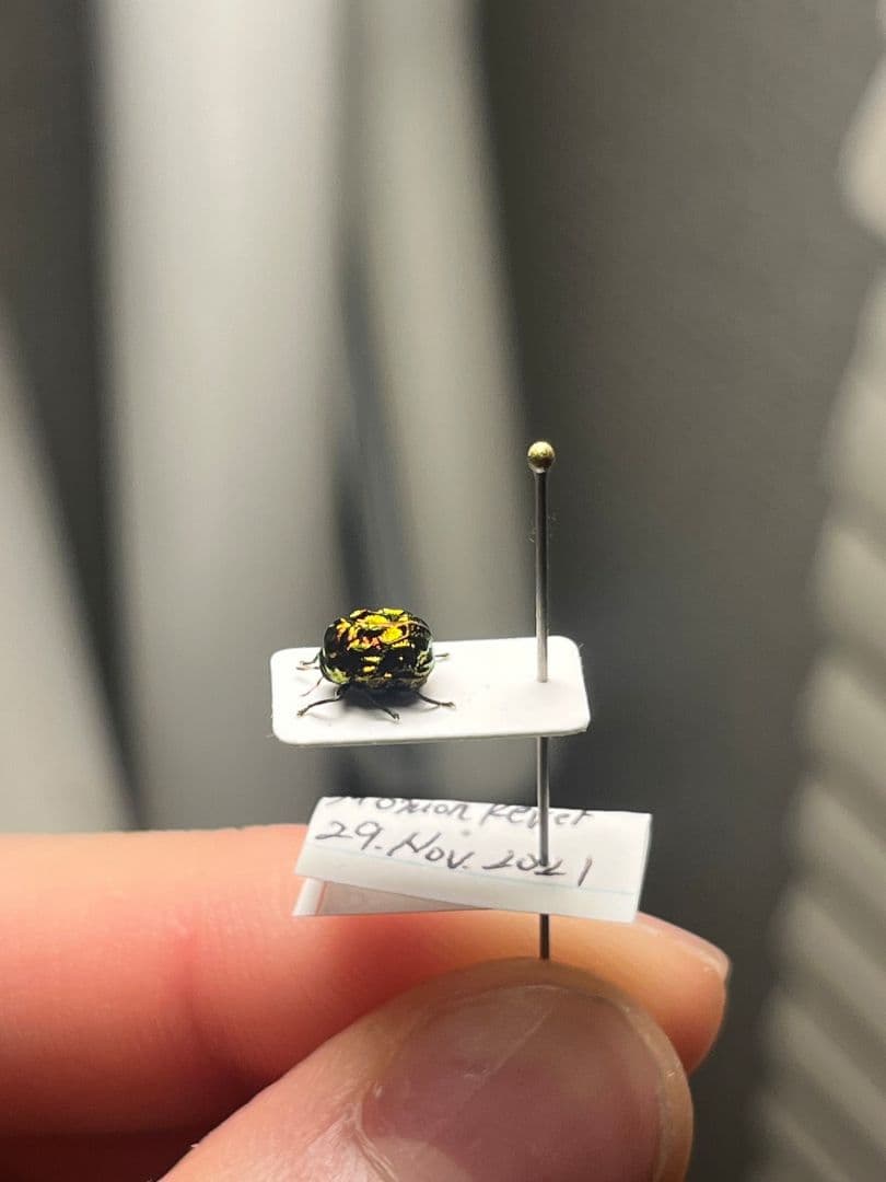 【4mm】コブハムシ 赤銅色 コメツキムシ昆虫標本甲虫タマムシスハンダエコガネム