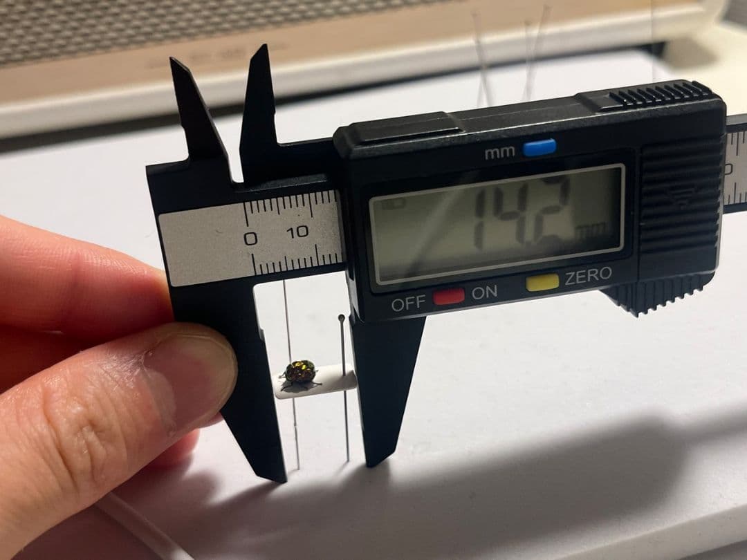 【4mm】コブハムシ 赤銅色 コメツキムシ昆虫標本甲虫タマムシスハンダエコガネム