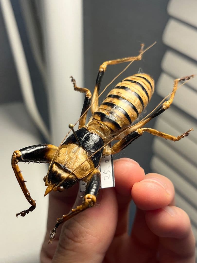 【巨大♂】ロブスターキリギリス マッチョキリギリス コロギス リオック標本