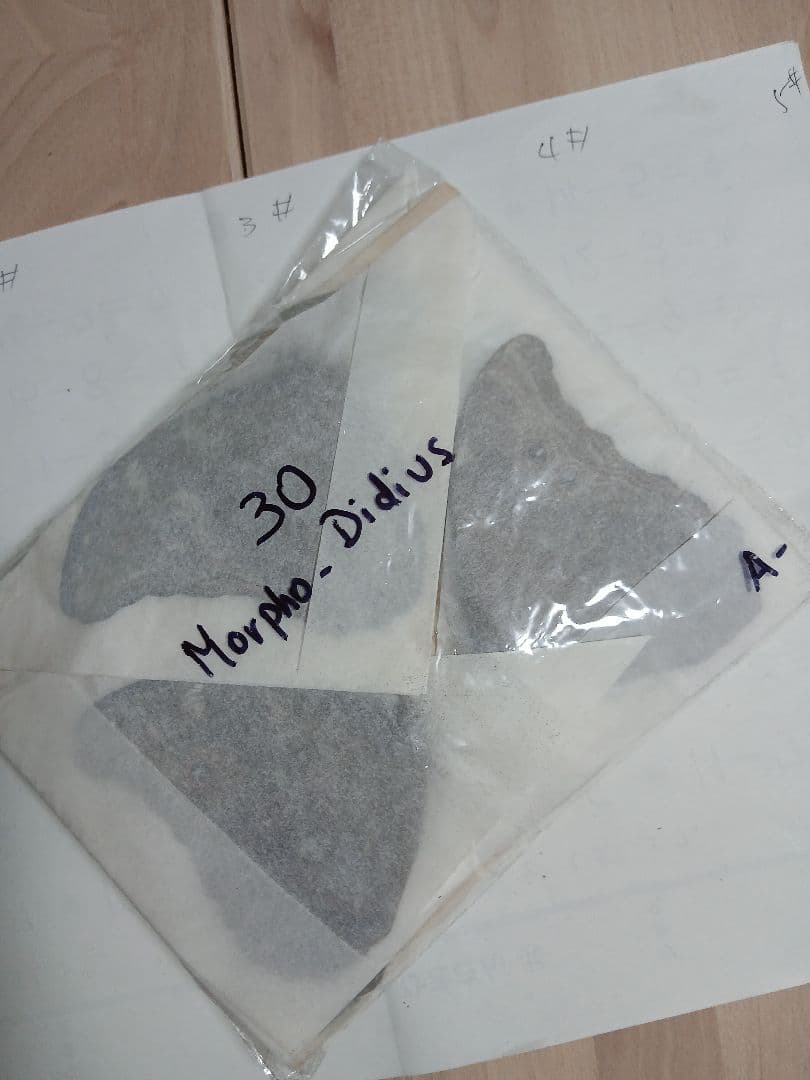 ペルー産・オオモルフォ（実物写真）A-