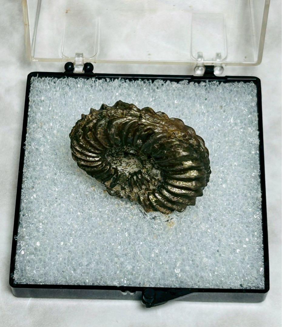 アンモン貝の化石　ドイツ　ニュルンベルク ジュラ紀　【11101m】