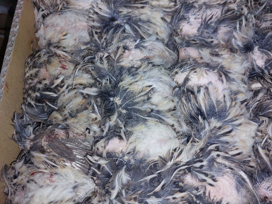 冷凍ウズラ　Napkin様