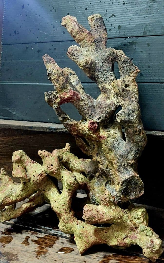 天然ライブロック サンゴ　枝塊　25cm 2点