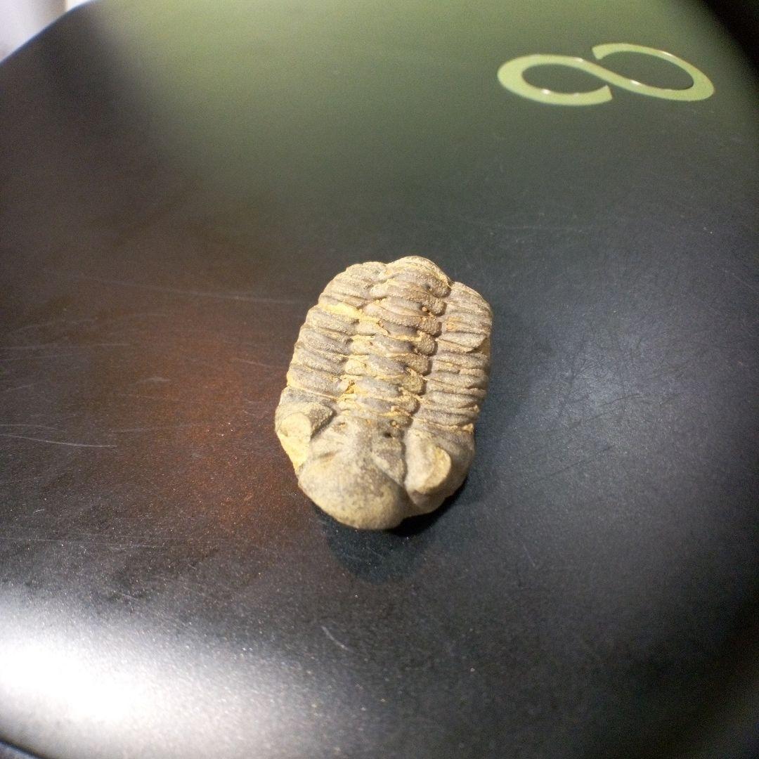 三葉虫　化石　fossil　ボリビア産　トライロバイト　Fossil番号⑧