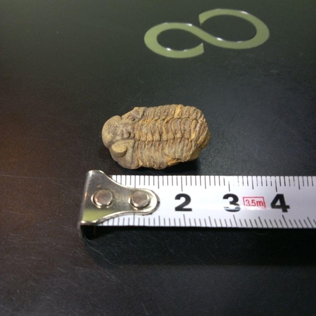 三葉虫　化石　fossil　ボリビア産　トライロバイト　Fossil番号⑧