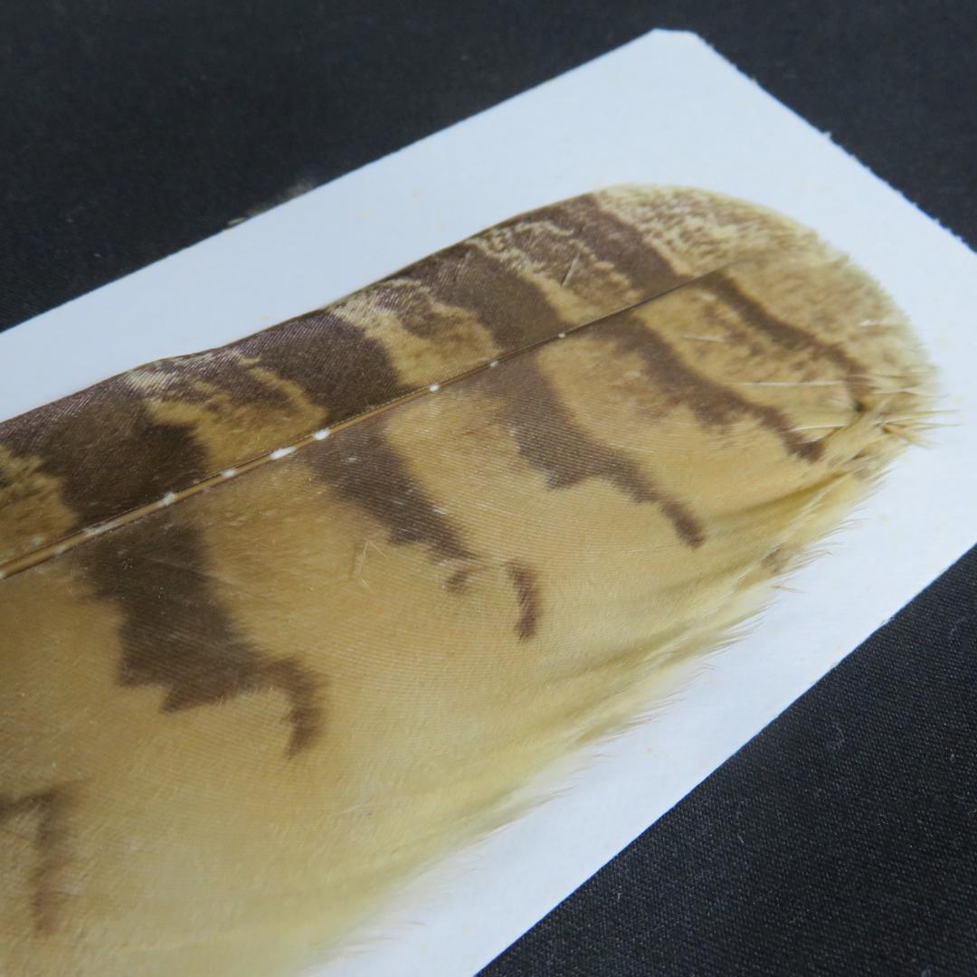 羽箒 羽根 ほうき 風炉用 三ツ羽根 シマフクロウ 紙箱 茶道具