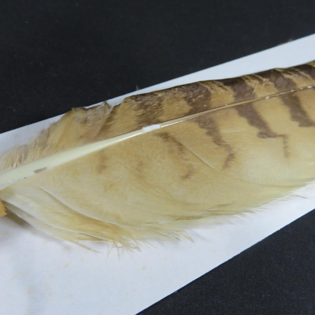 羽箒 羽根 ほうき 風炉用 三ツ羽根 シマフクロウ 紙箱 茶道具