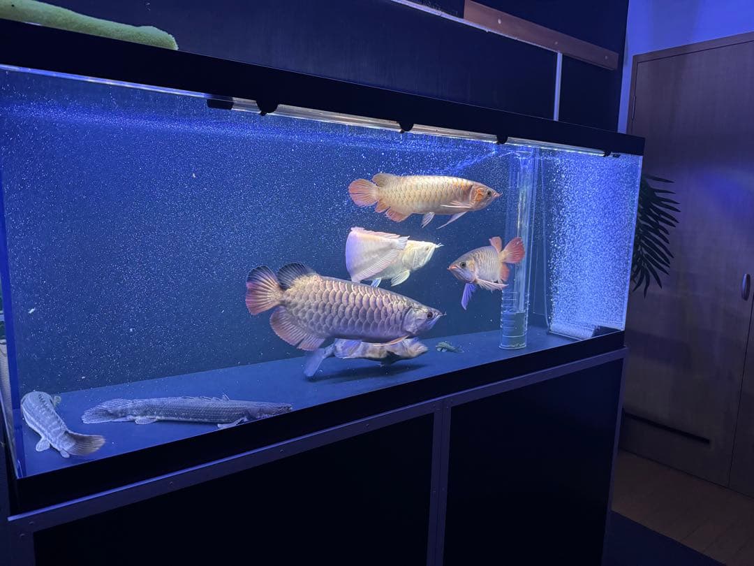 最終値下げ　1500オーバーフロー水槽　6/6日まで