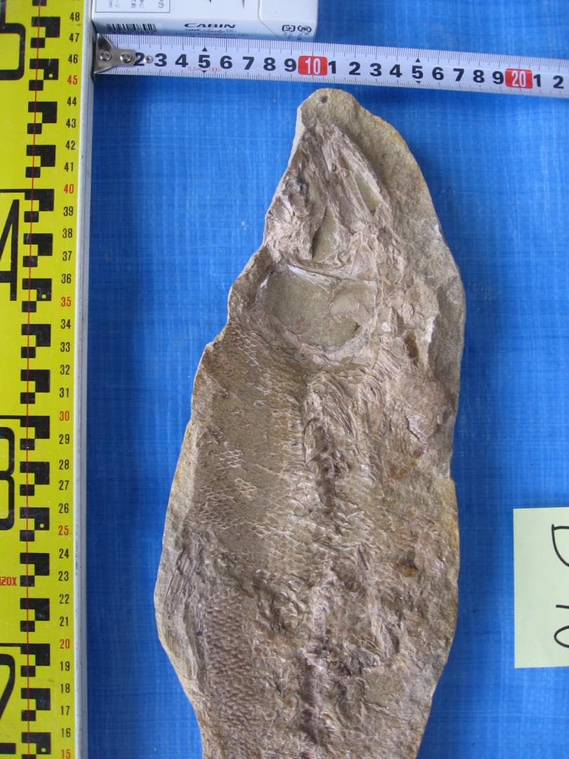 化石　B-16　D-10　D-11