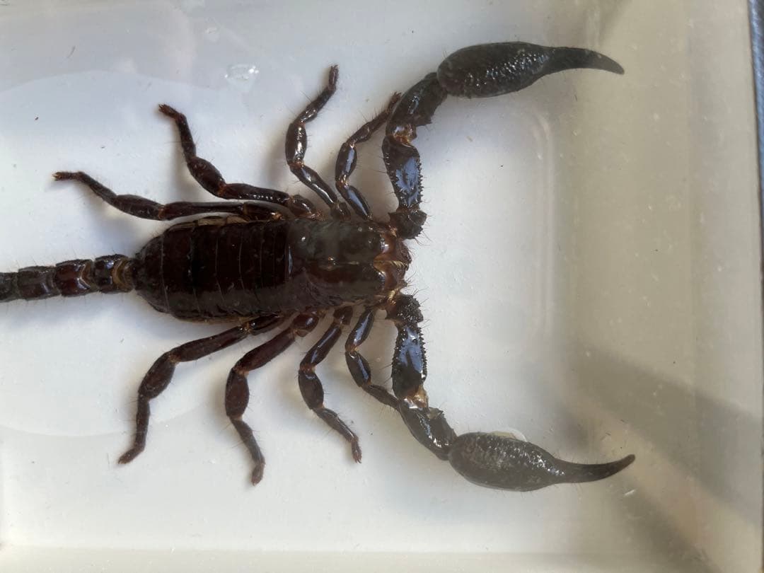 Palamnaeus スコーピオン 乾燥標本