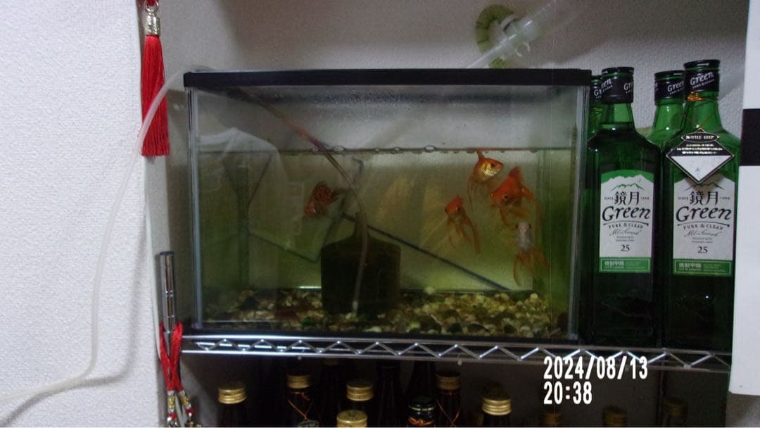 Kodak PIXPRO FZ43 赤