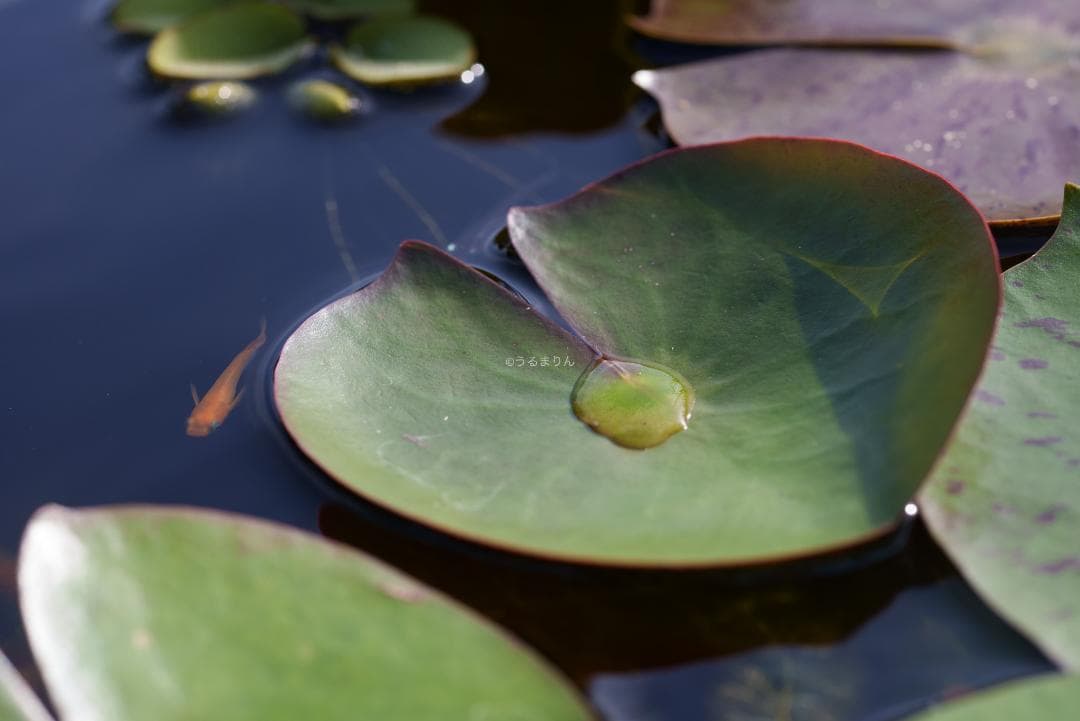 お買得品絶版マクロ！Zeiss Makro-Planar 100mm f2 ZF