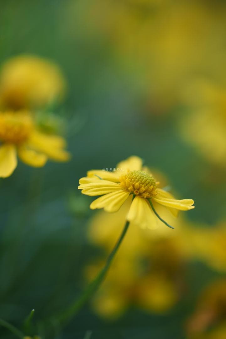 お買得品絶版マクロ！Zeiss Makro-Planar 100mm f2 ZF