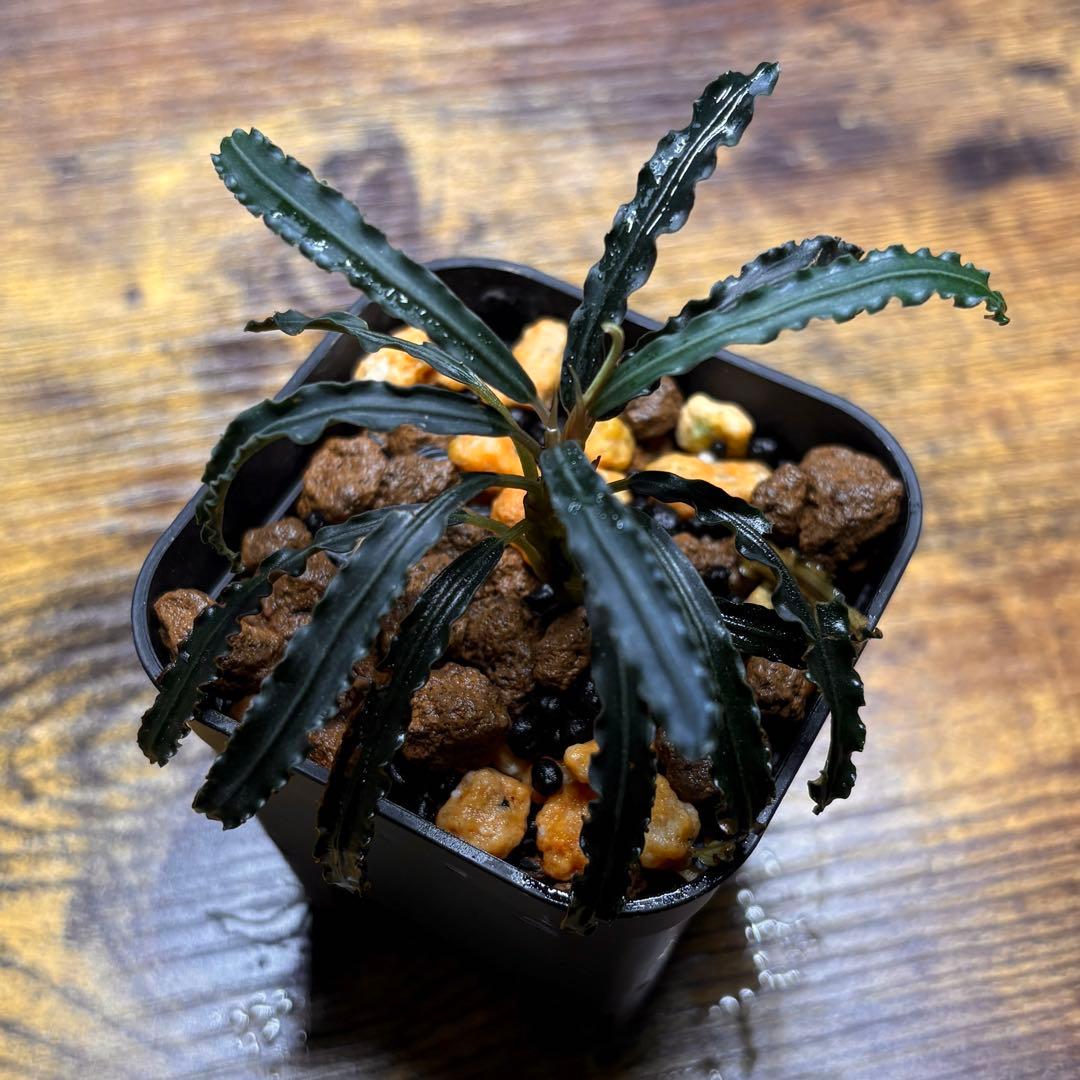 h*3様 ブセファランドラ sp.バンジャルバルダークグリーン【カミハタ2013