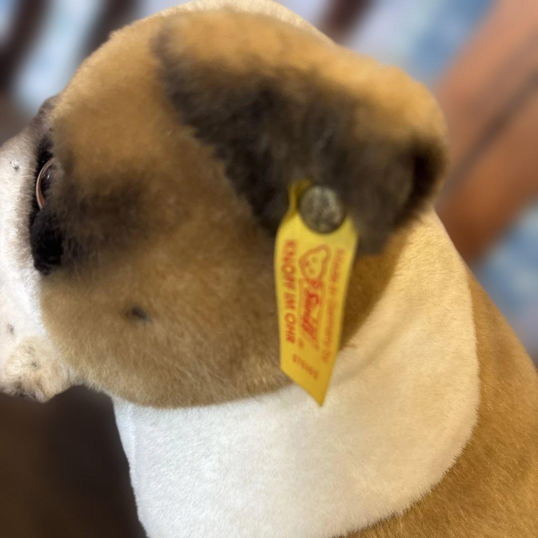 シュタイフ ブルドッグ　Snobby