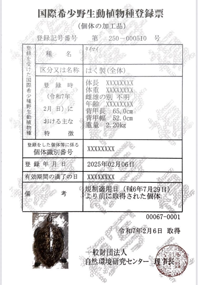 【最終値下げ】【1月中に削除します】ウミガメ タイマイ 剥製