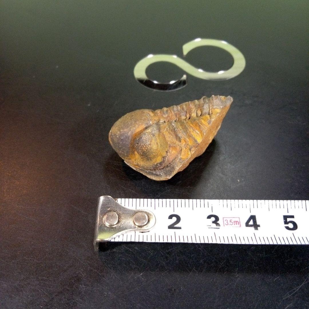 三葉虫　化石　fossil　ボリビア産　trilobite　三葉虫判別⑦