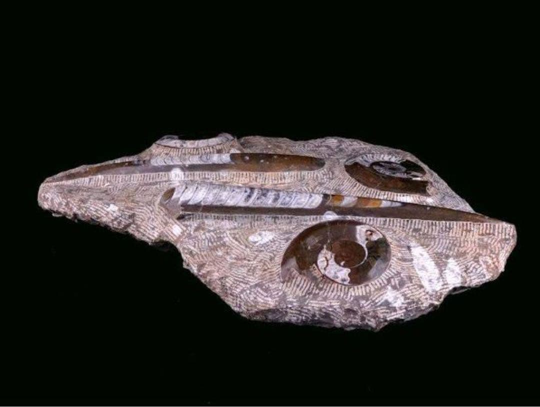 アンモナイト化石 大型標本⭐︎着払