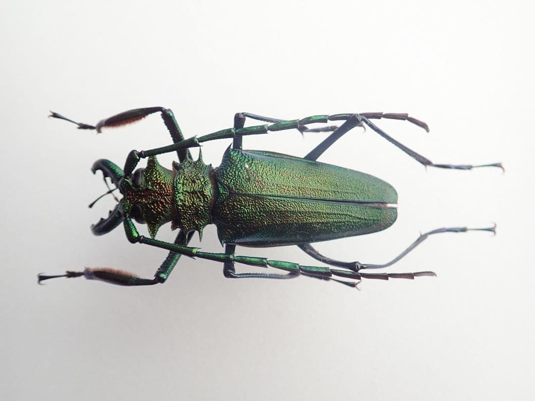 コロンビア産　カミキリ