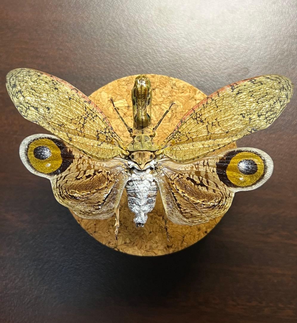 珍品ブラジル産ビワハゴロモ　ユカタンとは別種