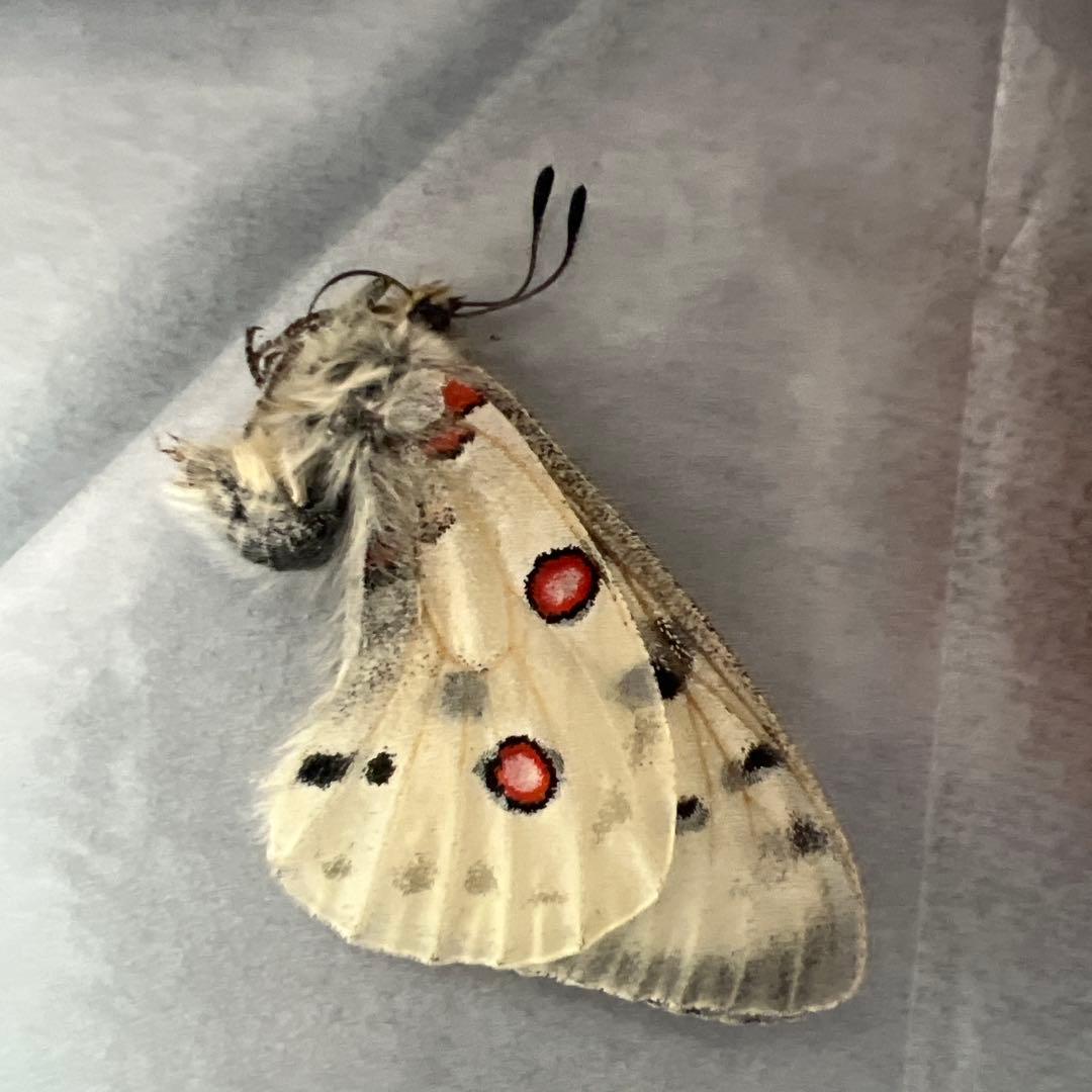 ノミオンを含むモンゴル産　三角紙標本7頭セット