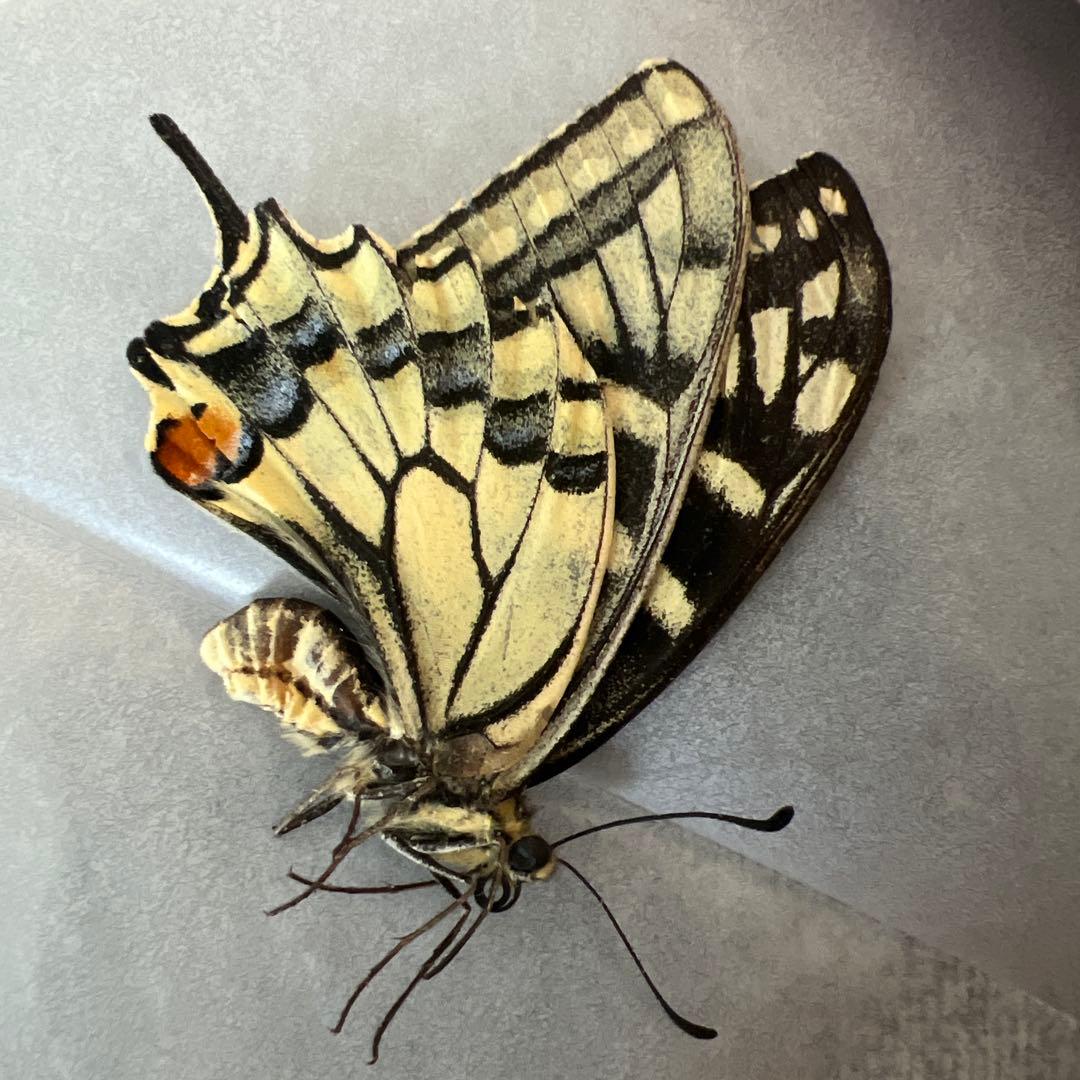 ノミオンを含むモンゴル産　三角紙標本7頭セット