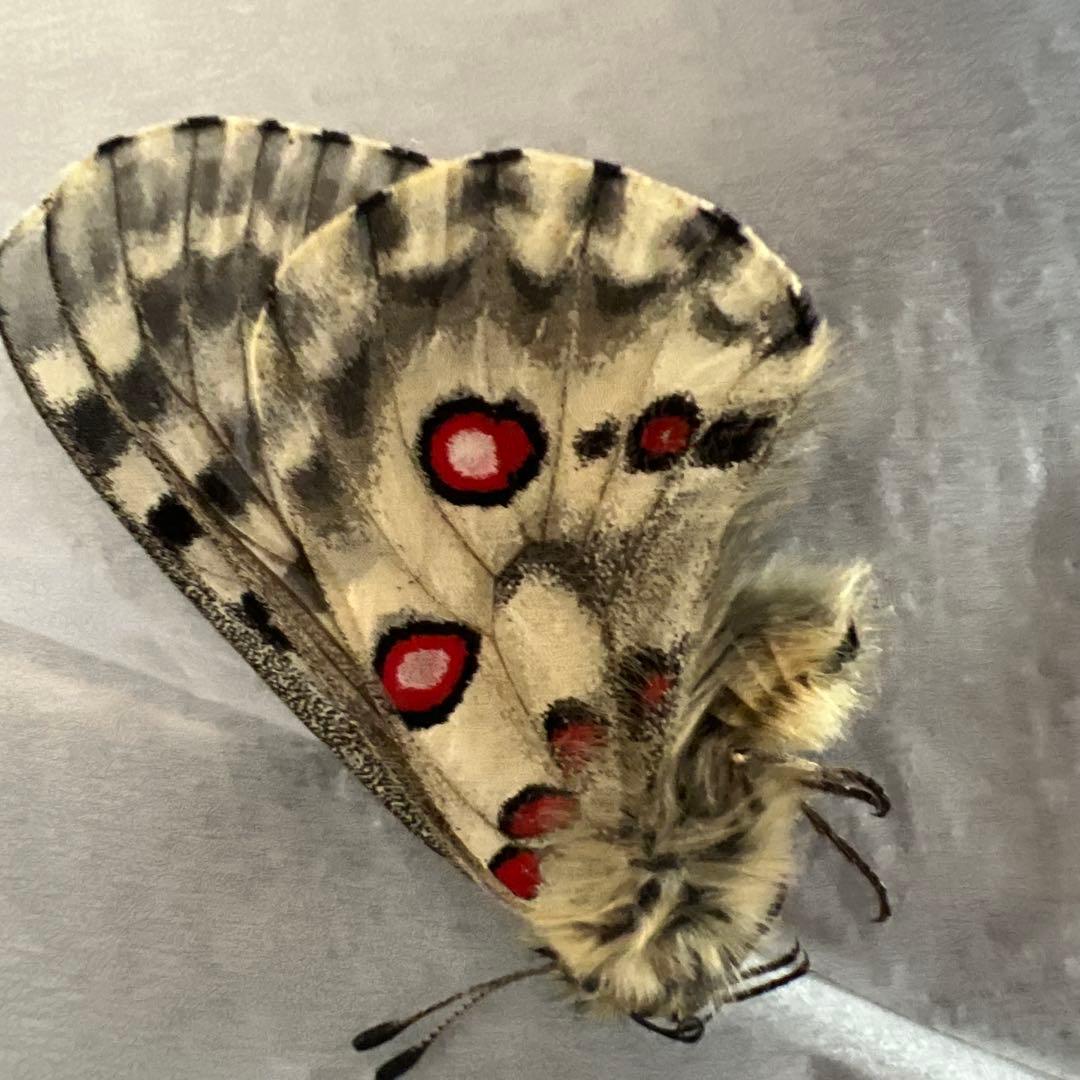 ノミオンを含むモンゴル産　三角紙標本7頭セット