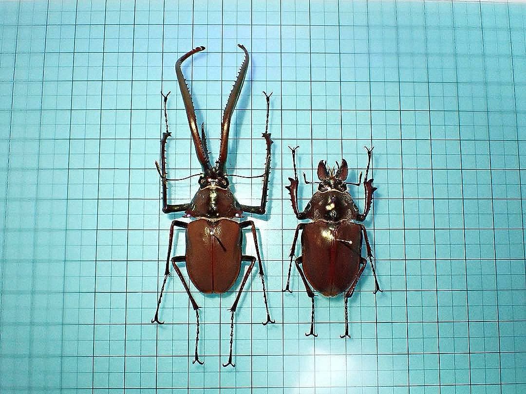 【標本】コガシラクワガタ　ペア　78.8ミリ　41.7ミリ　チリ産　野外品