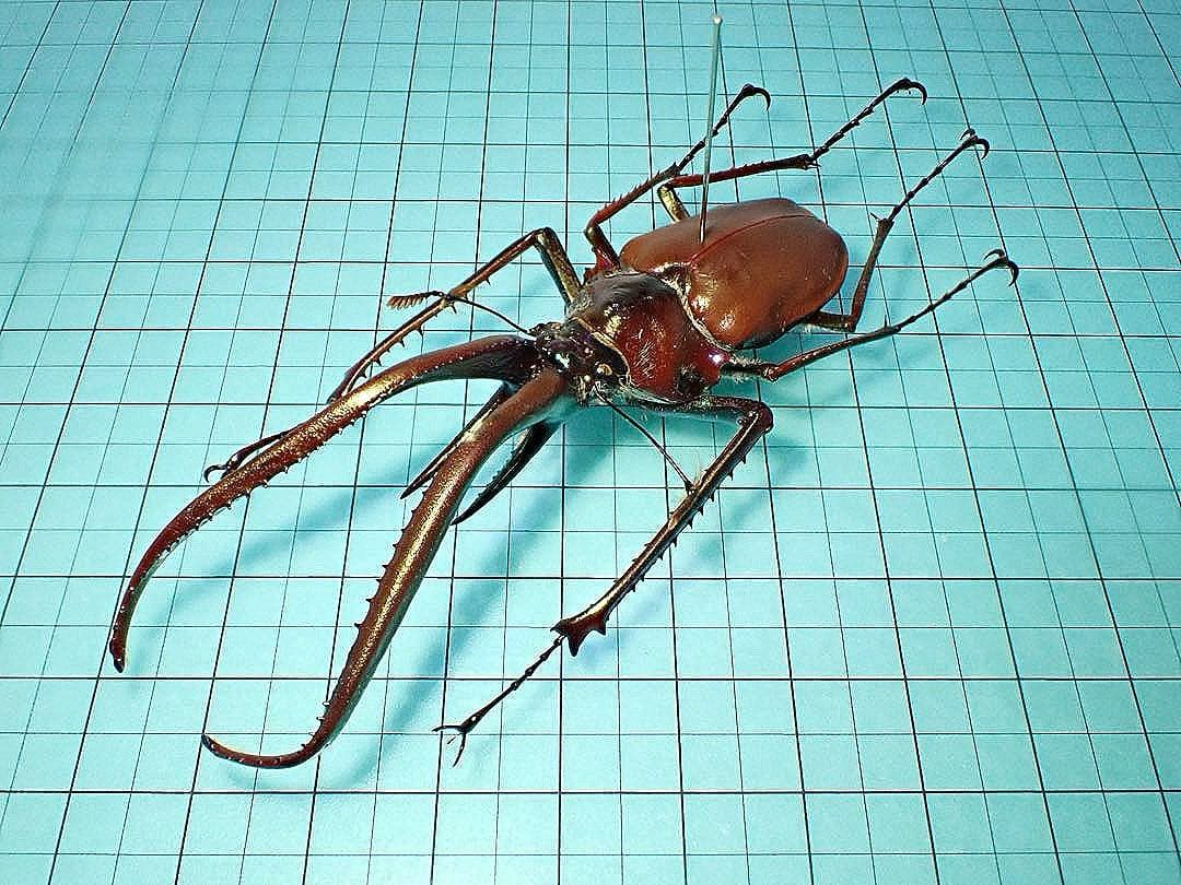 【標本】コガシラクワガタ　ペア　78.8ミリ　41.7ミリ　チリ産　野外品