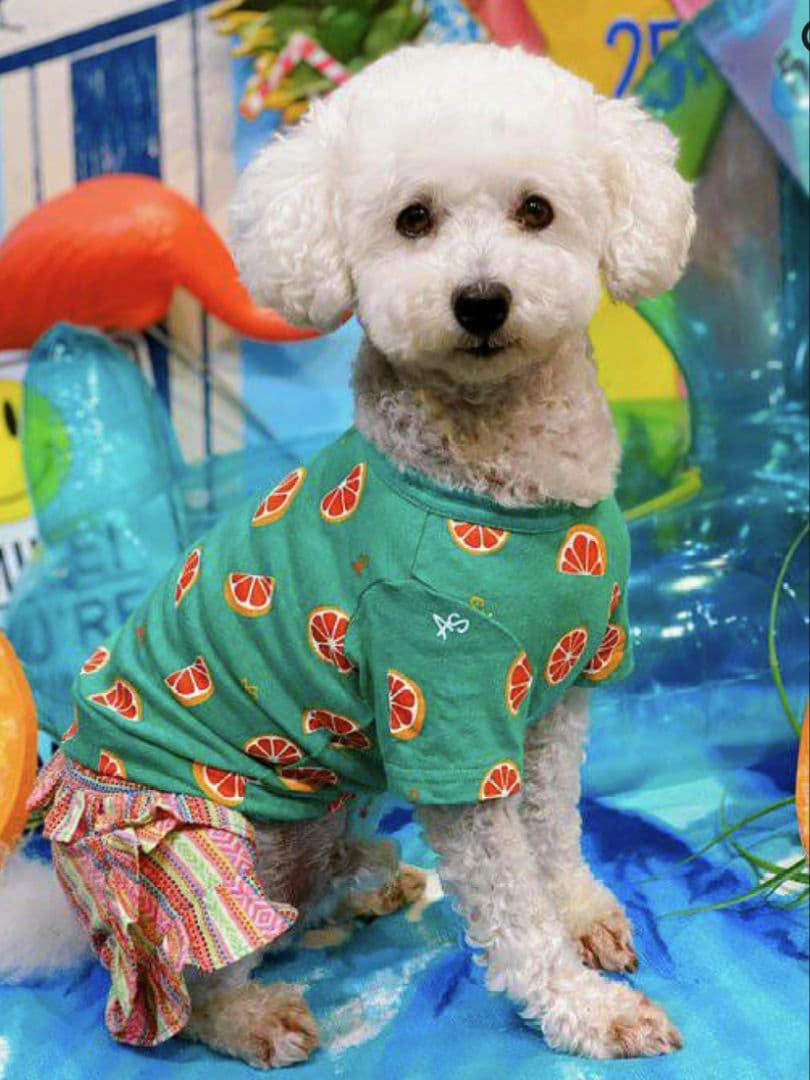 直営店限定2枚セット NC☆フレッシュORTasknowasdewan