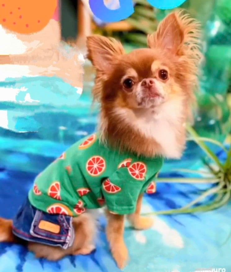 直営店限定2枚セット NC☆フレッシュORTasknowasdewan