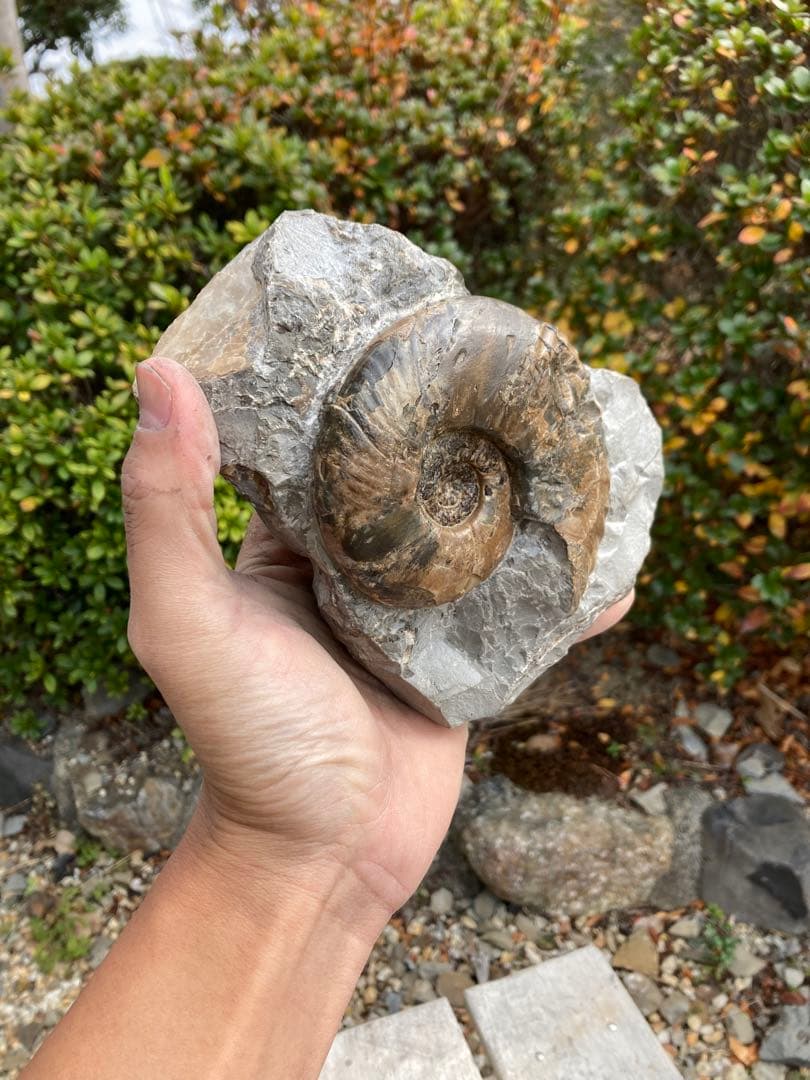 飾りやすい茶色のアンモナイト　プゾシア　化石