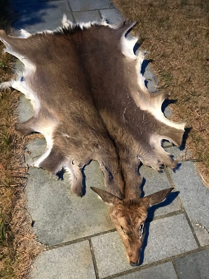 ニホンジカ♀毛皮　23-2