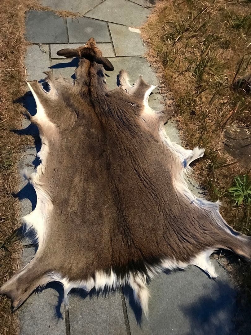 ニホンジカ♀毛皮　23-2