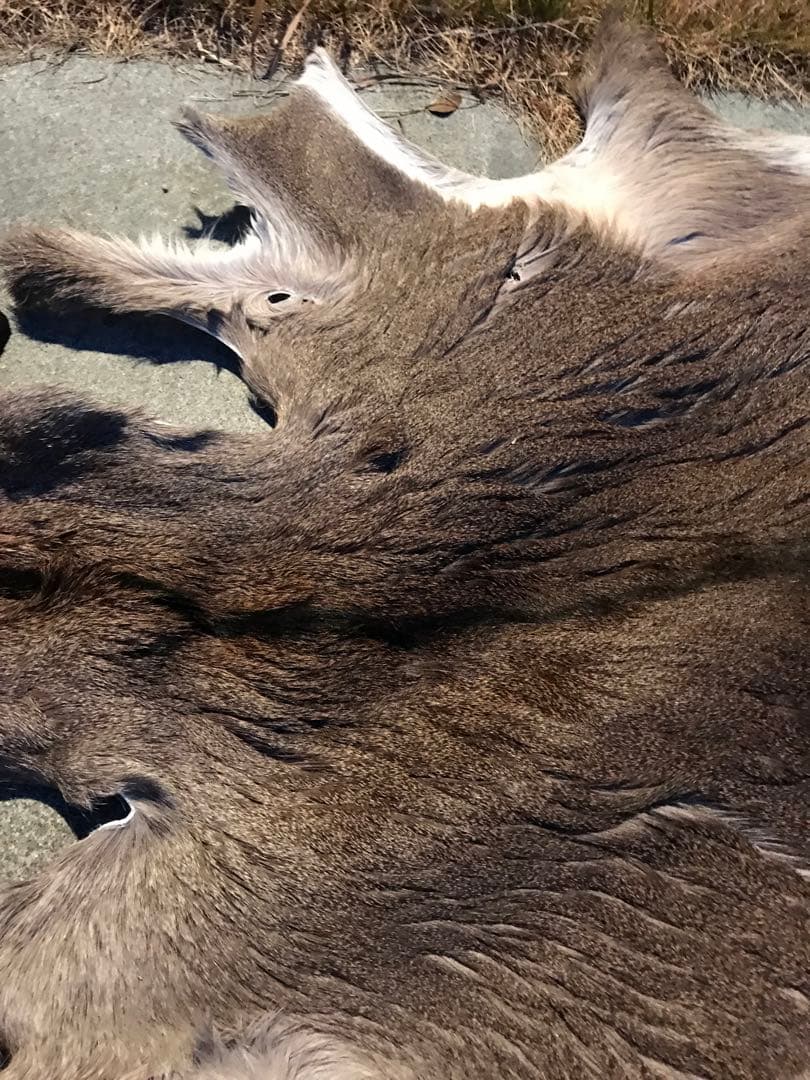 ニホンジカ♀毛皮　23-2