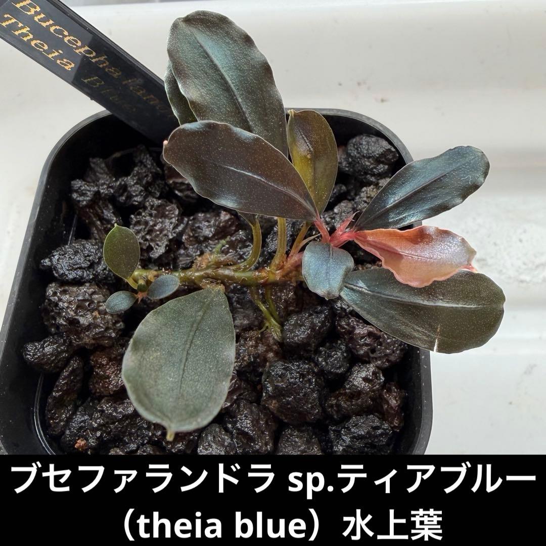 ③ブセファランドラ sp.ティアブルー（theia blue）水上葉