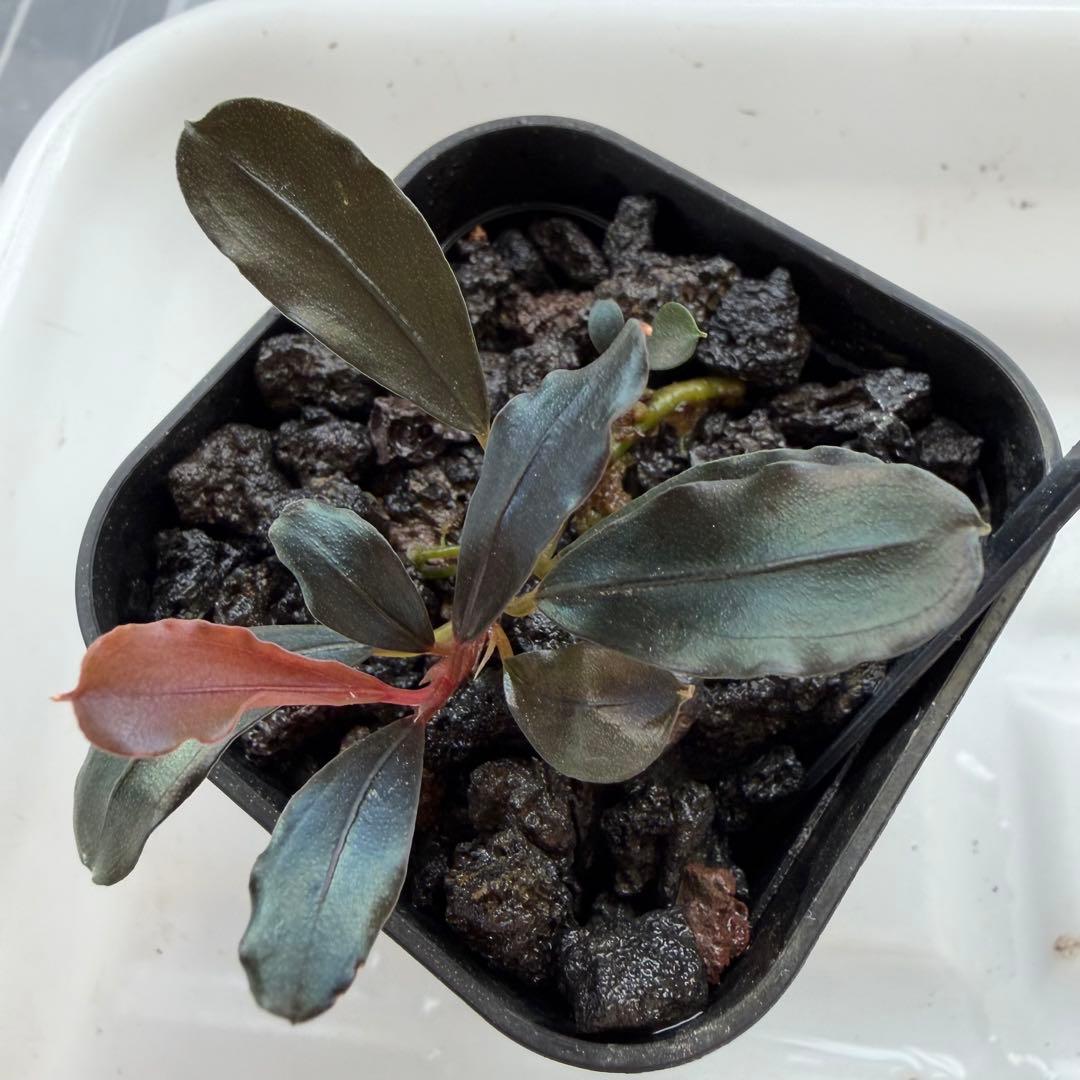 ③ブセファランドラ sp.ティアブルー（theia blue）水上葉