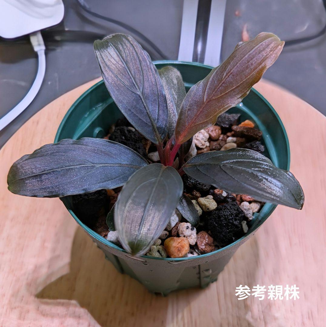 Bucephalandra kishii【AZ0420-6】