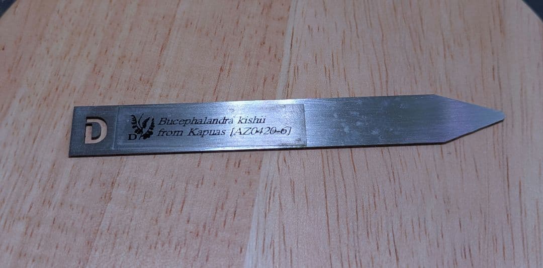 Bucephalandra kishii【AZ0420-6】