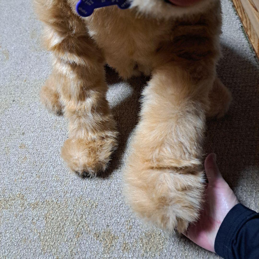 夢いぬDX　ゴールデンレトリバー　希少　BIG　癒し