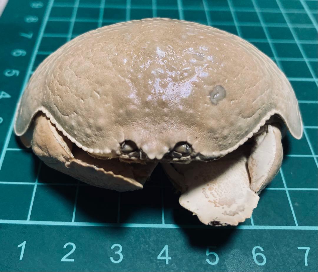 マルソデカラッパ 乾燥標本　カラッパ　カニ 標本