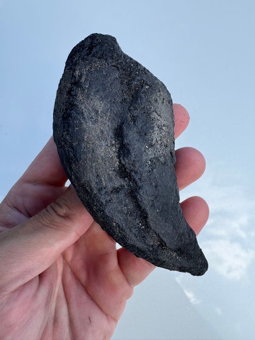 アロサウルス　化石　フットクロウ　恐竜