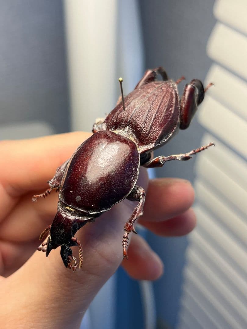 【58mm】赤 ケラモドキカミキリ 大型 Hypocephalus 昆虫標本