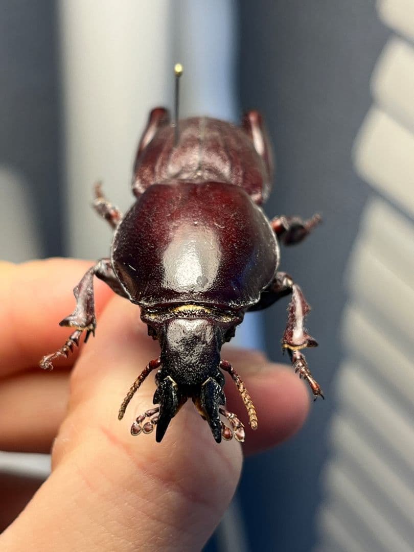 【58mm】赤 ケラモドキカミキリ 大型 Hypocephalus 昆虫標本