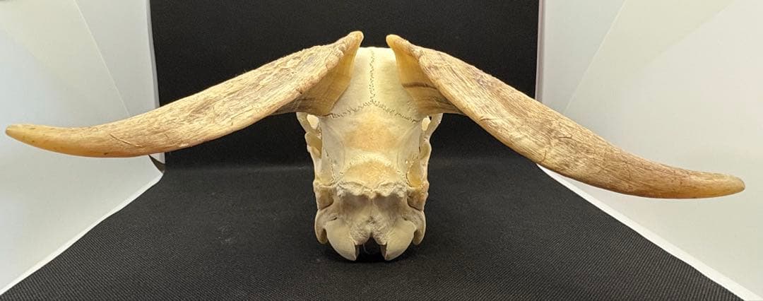 ヤギ頭蓋骨　実物　下顎　角鞘付き希少品　デッサン画モデル　ハンティングトロフィー