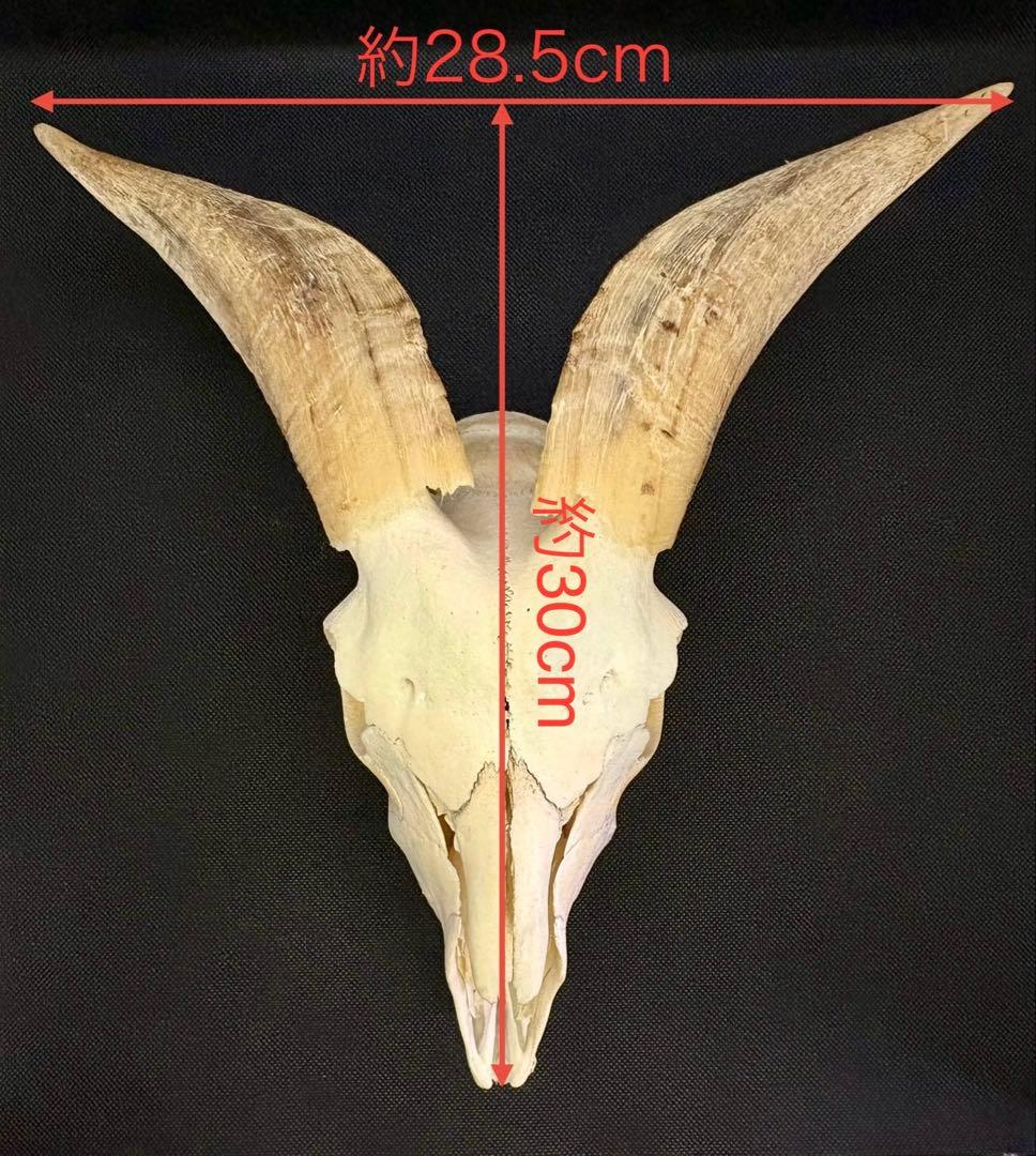 ヤギ頭蓋骨　実物　下顎　角鞘付き希少品　デッサン画モデル　ハンティングトロフィー